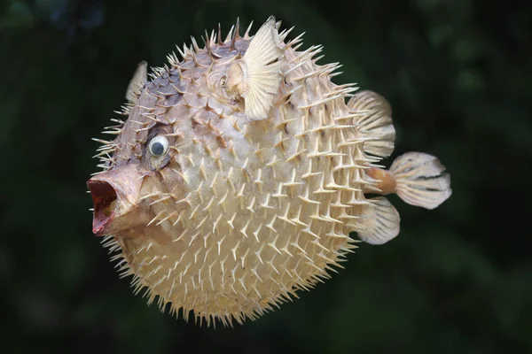 一撃魚や豚魚の正面図 — ストック写真