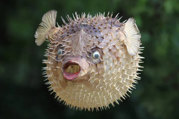 Vista frontal de um peixe-balão ou porco-espinho — Fotografia de Stock