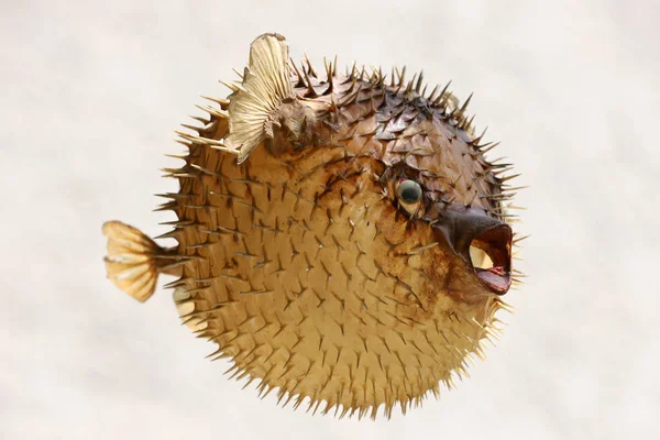 Framifrån av en blåfisk eller Porcupine fisk — Stockfoto
