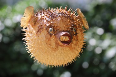 Bir darbe balık veya kirpi balık ön görünümü