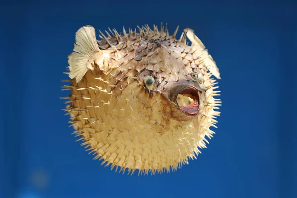 Vista frontal de un pez globo o pez puercoespín — Foto de Stock