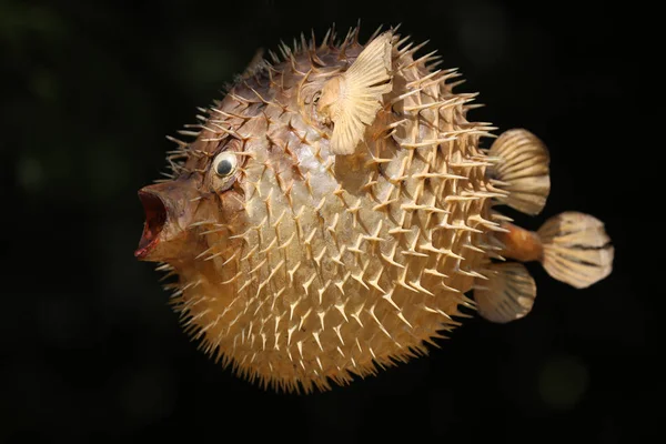 Front view of a blow fish or porcupine fish