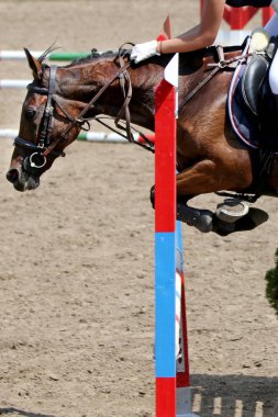 Göster jumper at ve binici gösteri atlama eğitim atlama performans