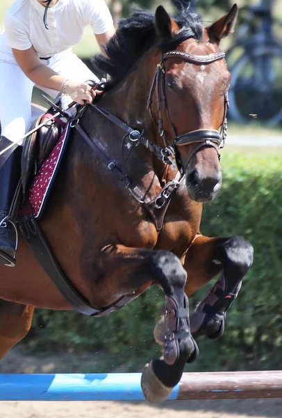 Springpferd und Reiterin beim Springtraining — Stockfoto