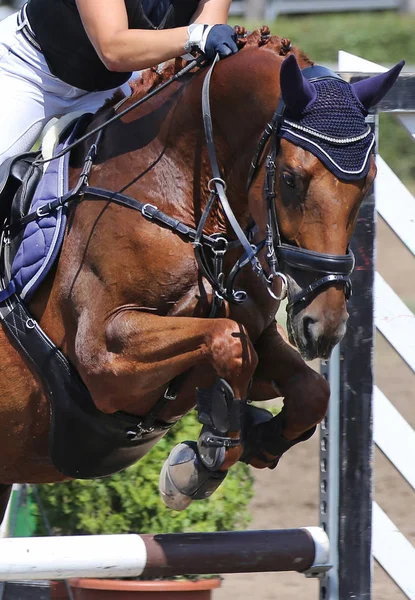 Kopf eines schönen jungen Sportpferdes auf der Pferderennbahn während des Turniers — Stockfoto