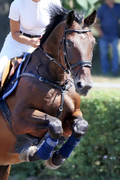 Cabeza de un hermoso caballo deportivo joven en el hipódromo durante el espectáculo —  Fotos de Stock