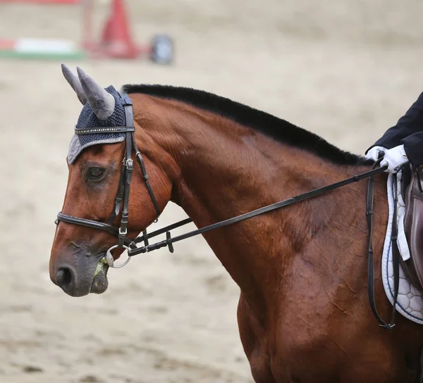 Primer plano de un caballo de doma durante el evento de competición — Foto de Stock