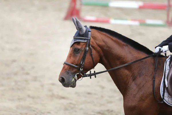 Headshot menutup dari kuda Dressage selama acara kompetisi — Stok Foto
