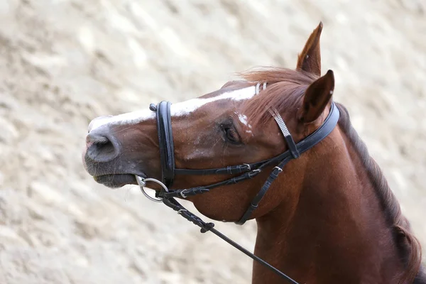 Primer plano de un caballo de doma durante el evento de competición — Foto de Stock