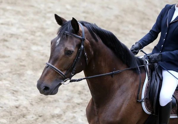 Primer plano de un caballo de doma durante el evento de competición — Foto de Stock