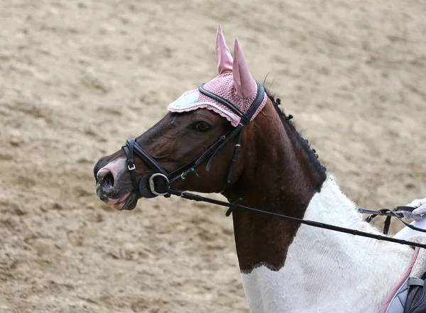 Headshot menutup dari kuda Dressage selama acara kompetisi — Stok Foto