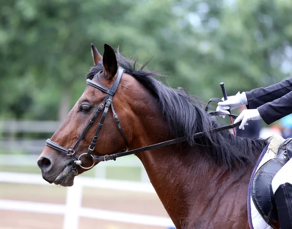 Headshot närbild av en dressyrhäst under tävlings evenemanget — Stockfoto