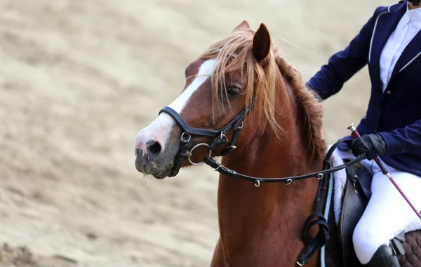 Prise de vue en gros plan d'un cheval de dressage pendant la compétition — Photo