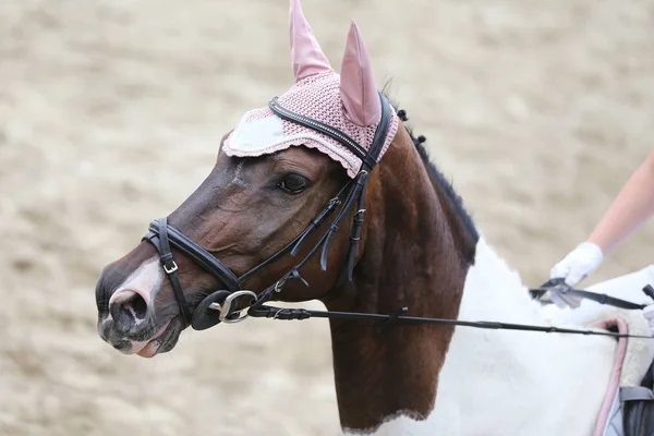 Primo piano di un cavallo da dressage durante una gara — Foto Stock