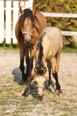 Mare ve onun tay kırsal hayvan çiftliğinde yaz güneşi zevk