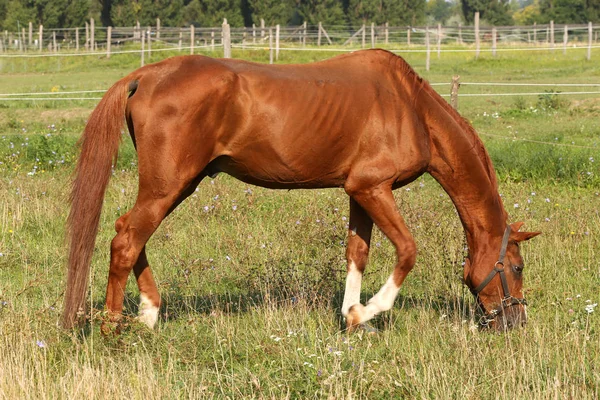 Ung sadel häst äta grönt gräs på bete — Stockfoto