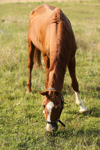 Jovem cavalo de sela comendo grama verde no pasto — Fotografia de Stock