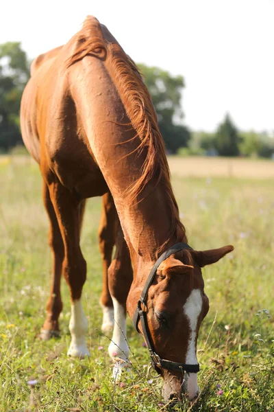 Jovem cavalo de sela comendo grama verde no pasto — Fotografia de Stock