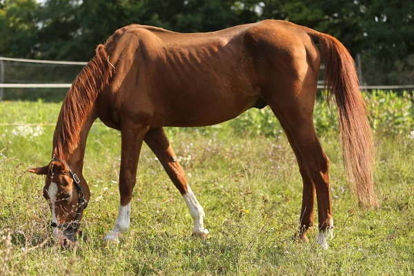 Chesnut stallion  graze on the green field summertime — Stock Photo, Image