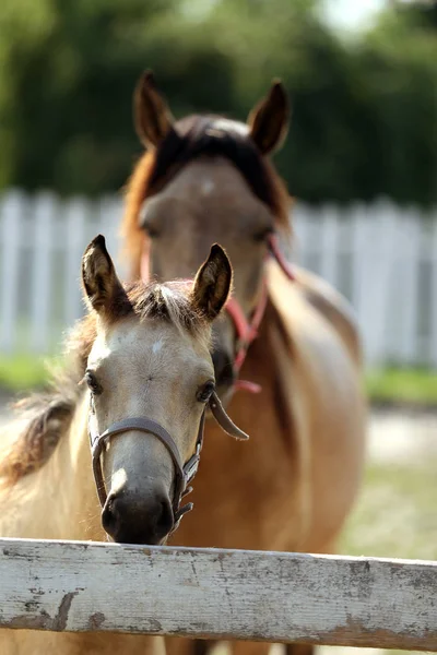 Morgan cavalos relaxando na hora de verão curral — Fotografia de Stock