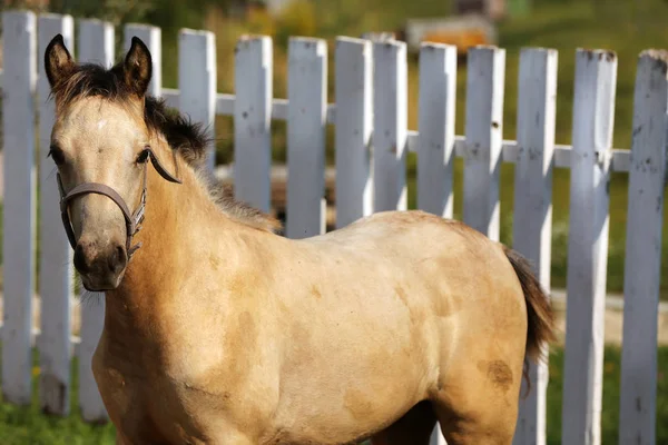 Morgan foal relaxing in the corral summertime — Stock Photo, Image