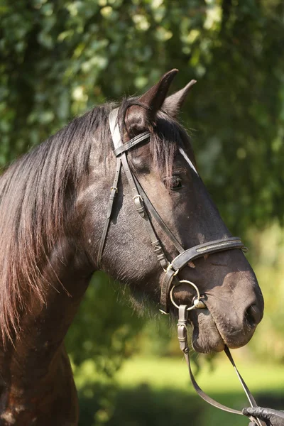 Fiatal fajtiszta ló pihentető árnyékában — Stock Fotó