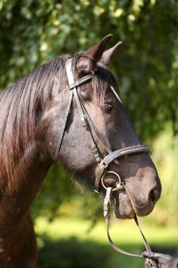 Genç safkan at gölgede rahatlatıcı 