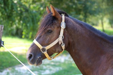 Genç safkan at gölgede rahatlatıcı 