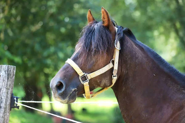 Young purebred horse relaxing in the shadow