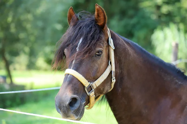 Jeune cheval de race se relaxant dans l'ombre — Photo