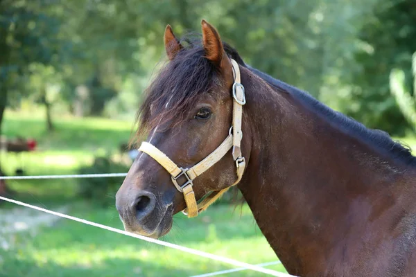 影の中でくつろぐ若い純粋な馬 — ストック写真
