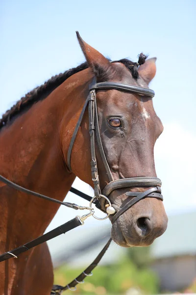 Jeune cheval de race sain profitant du soleil d'été sur fond bleu ciel naturel — Photo