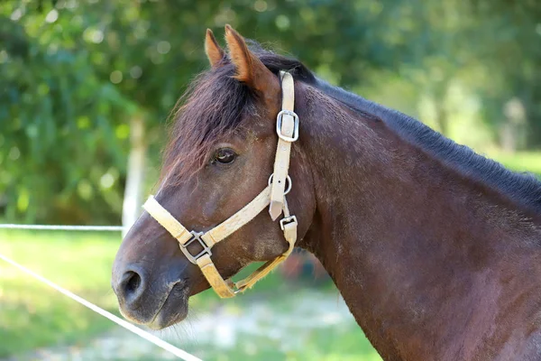 Jovem cavalo puro relaxante na sombra — Fotografia de Stock