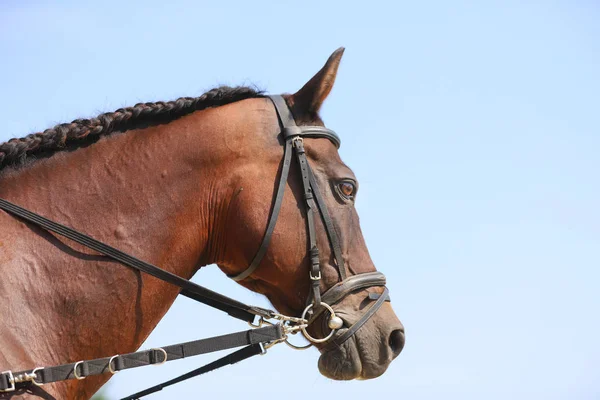 Young healthy purebred horse enjoying summer sunshine on blue natural blue sky  background — Stock Photo, Image