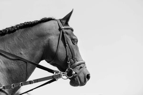 Retrato de cavalo de corrida puro-sangue jovem no fundo branco — Fotografia de Stock