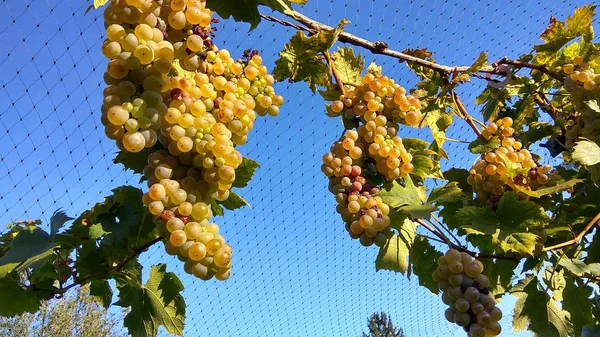 Agricultores economizar vinho anti estorninho rede de proteção — Fotografia de Stock