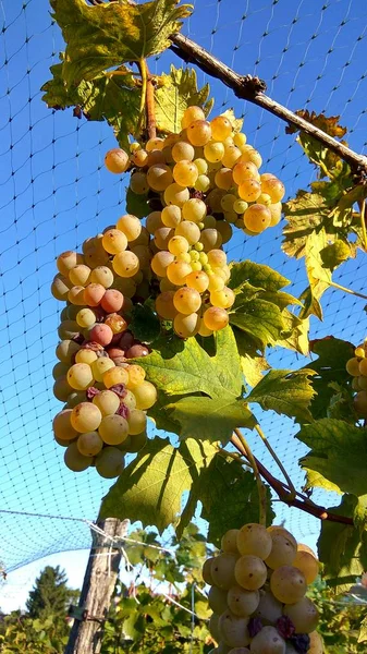 Los agricultores ahorran viñedo anti estornino red de protección — Foto de Stock