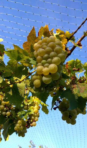 Agricultores economizar vinho anti estorninho rede de proteção — Fotografia de Stock