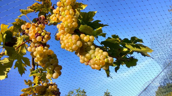 Los agricultores ahorran viñedo anti estornino red de protección — Foto de Stock