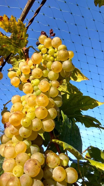 Agricultores economizar vinho anti estorninho rede de proteção — Fotografia de Stock