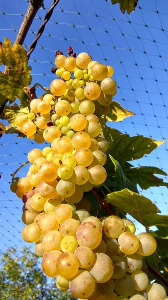 Agricultores economizar vinho anti estorninho rede de proteção — Fotografia de Stock