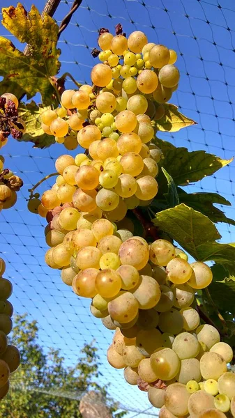 Agricultores economizar vinho anti estorninho rede de proteção — Fotografia de Stock