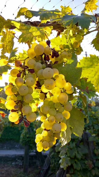 Los agricultores ahorran viñedo anti estornino red de protección — Foto de Stock