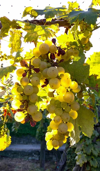 Rolnicy zaoszczędzić wineyard anty Starling siatki ochrony — Zdjęcie stockowe