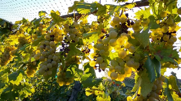 Foto close-up de proteção líquida para uvas de vinho na colheita de outono — Fotografia de Stock