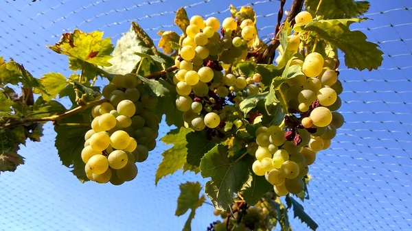 Foto close-up de proteção líquida para uvas de vinho na colheita de outono — Fotografia de Stock