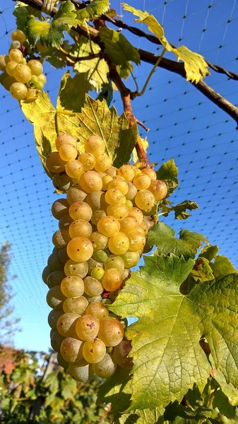 Foto close-up de proteção líquida para uvas de vinho na colheita de outono — Fotografia de Stock