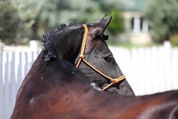 Head Shot av en renrasiga sadel häst i en ridskola — Stockfoto