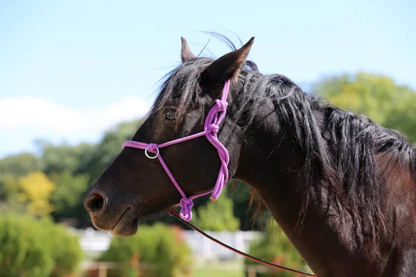 Cabeza de caballo de pura raza en una escuela de equitación — Foto de Stock