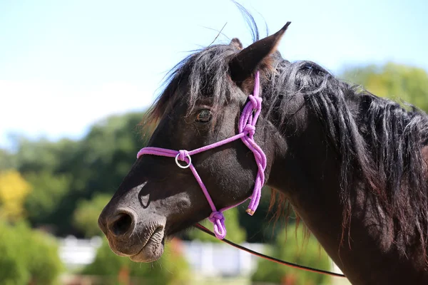 Cabeza de caballo de pura raza en una escuela de equitación — Foto de Stock